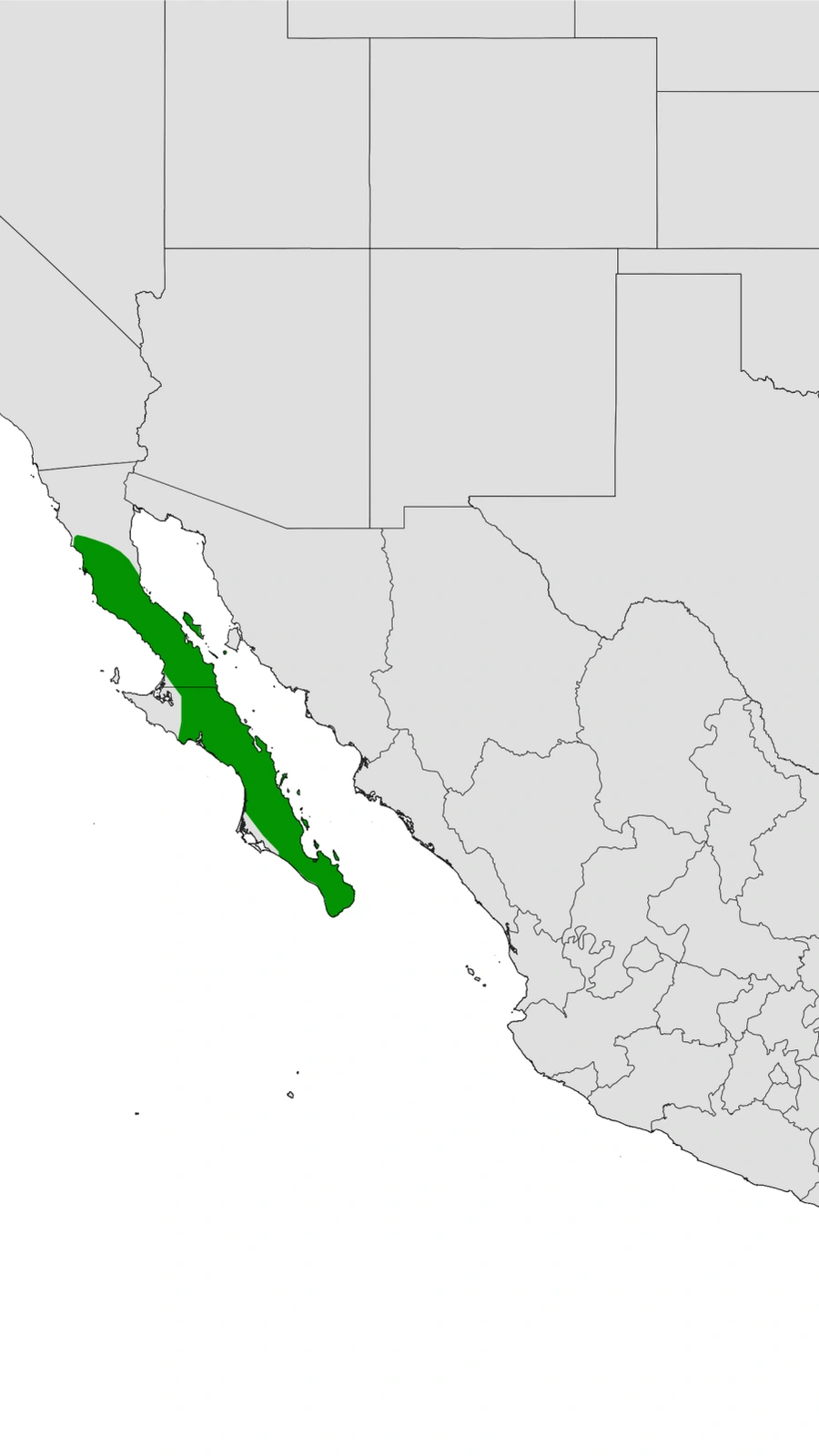 Cylindropuntia alcahes