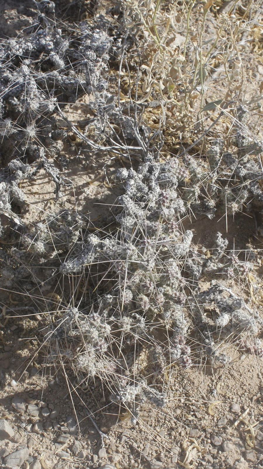 Cylindropuntia anteojoensis