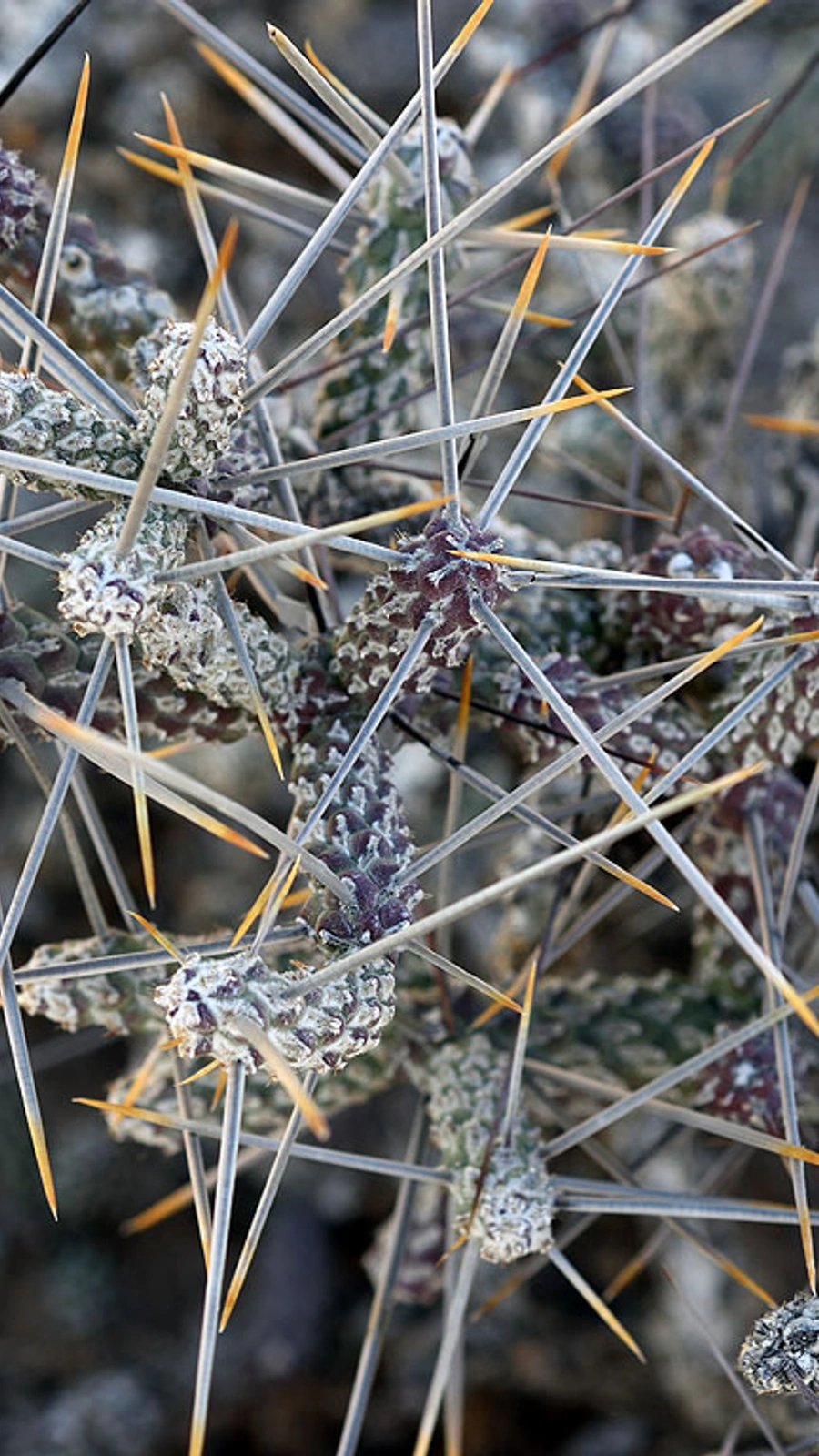Cylindropuntia anteojoensis