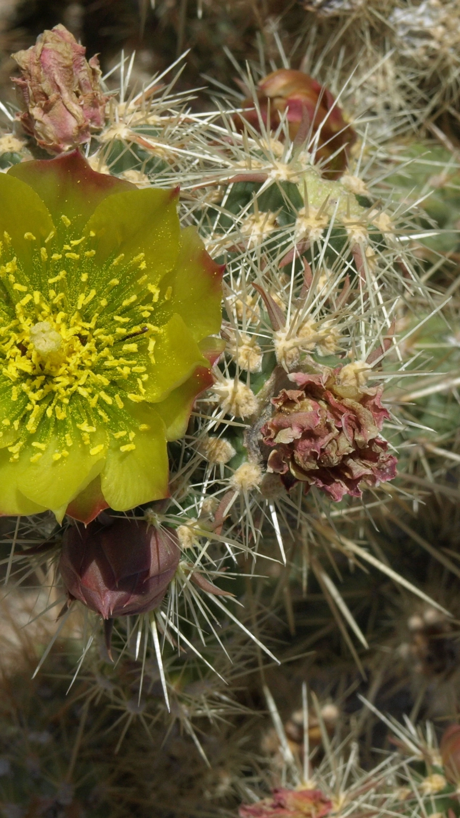 Cylindropuntia bernardina