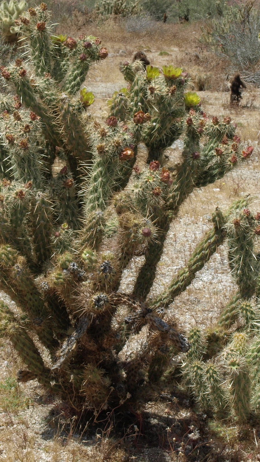 Cylindropuntia bernardina