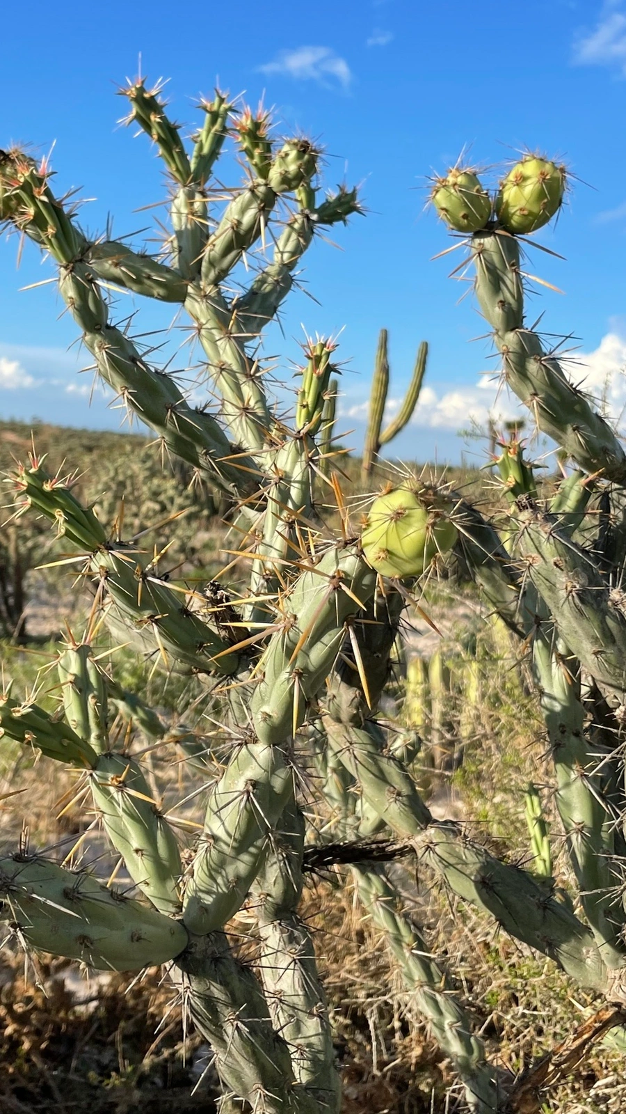 Cylindropuntia calmalliana