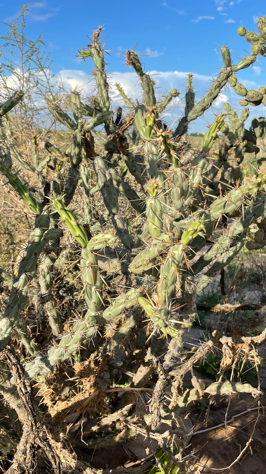 Cylindropuntia calmalliana