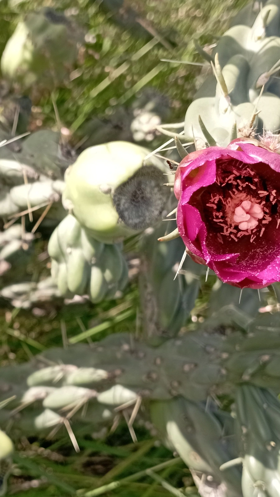 Cylindropuntia × cardenche