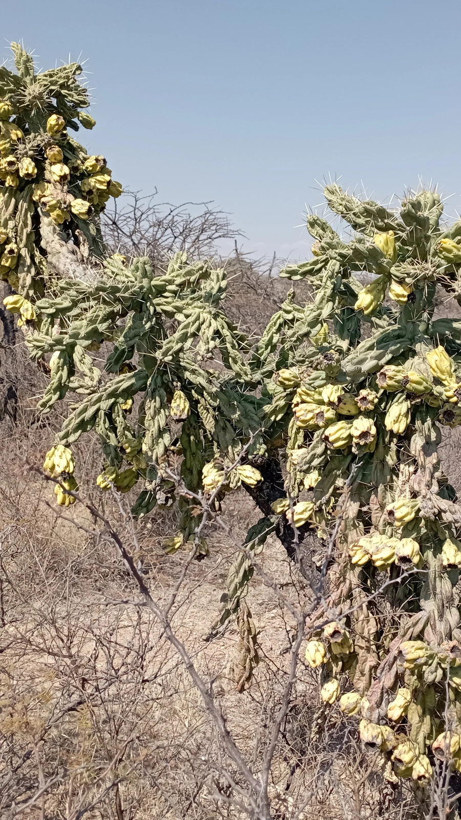 Cylindropuntia × cardenche