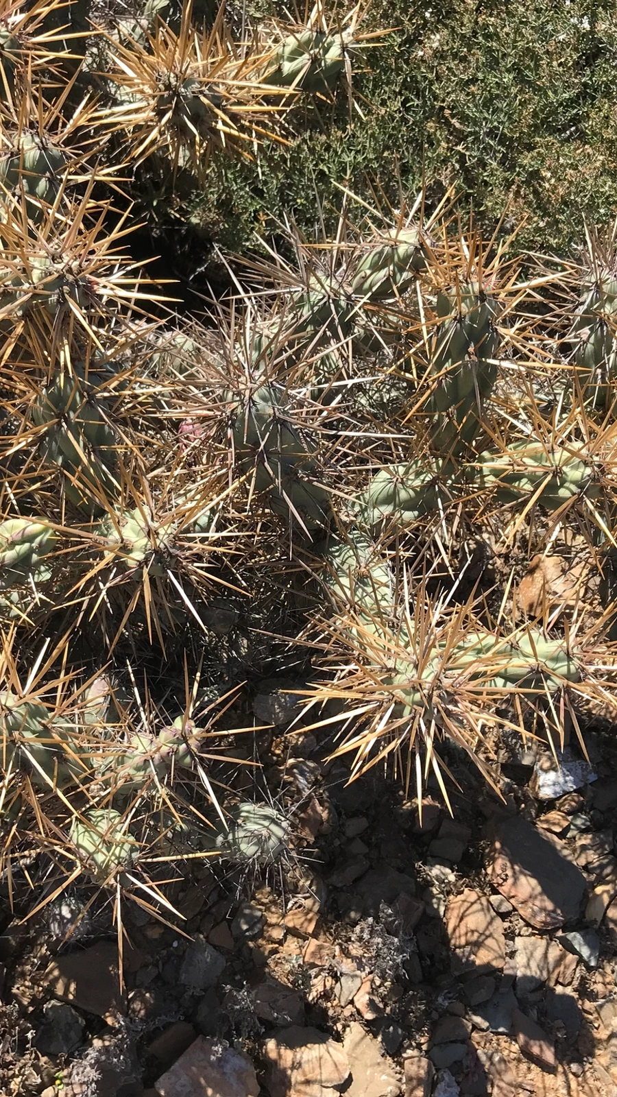 Cylindropuntia cedrosensis