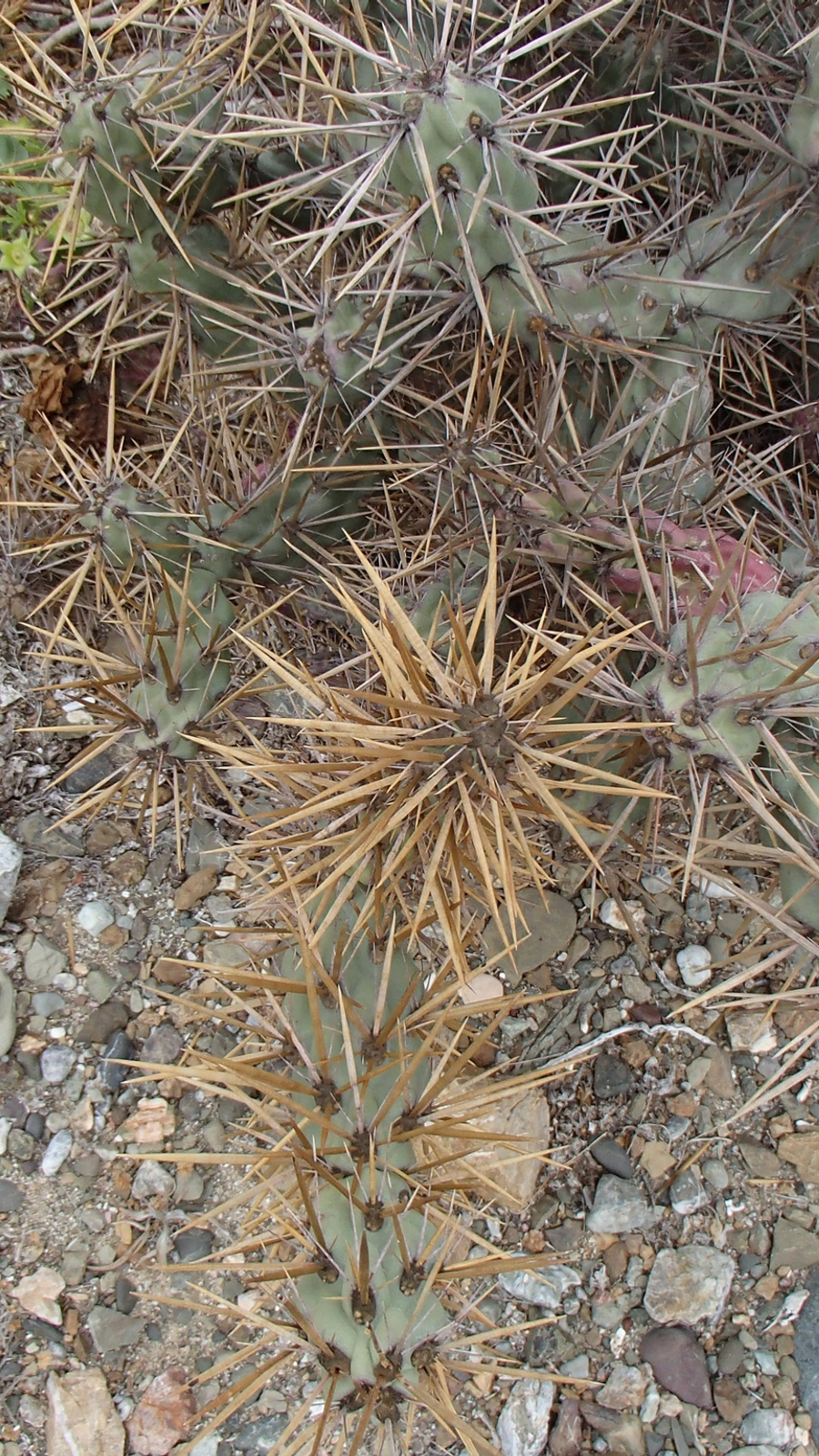 Cylindropuntia cedrosensis