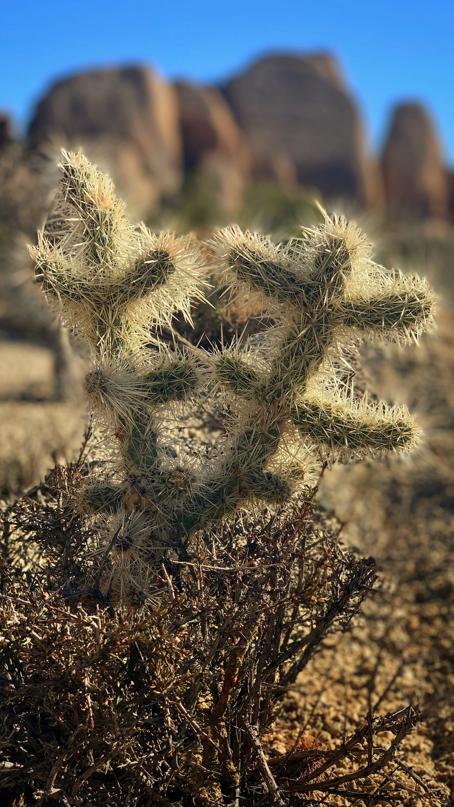 Cylindropuntia chuckwallensis