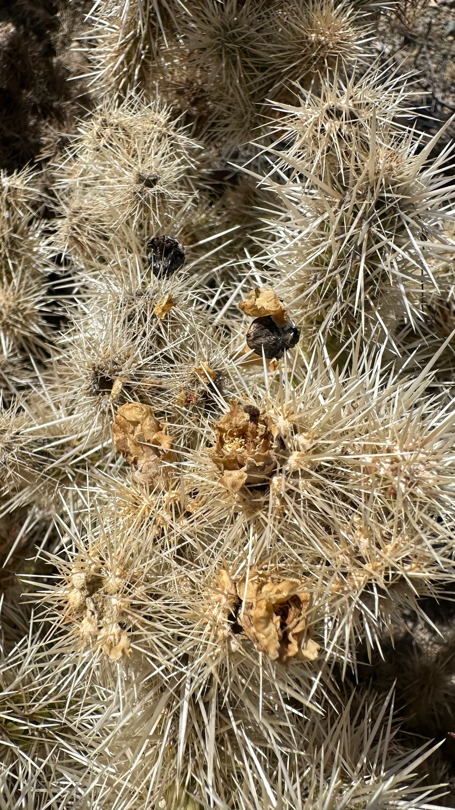 Cylindropuntia chuckwallensis