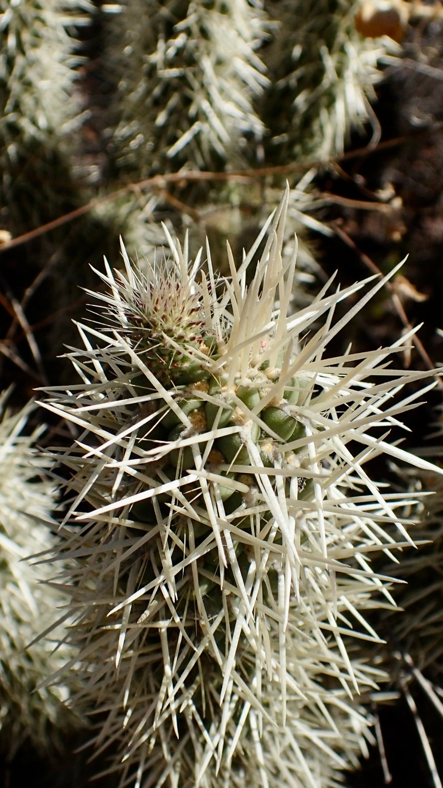 Cylindropuntia ciribe