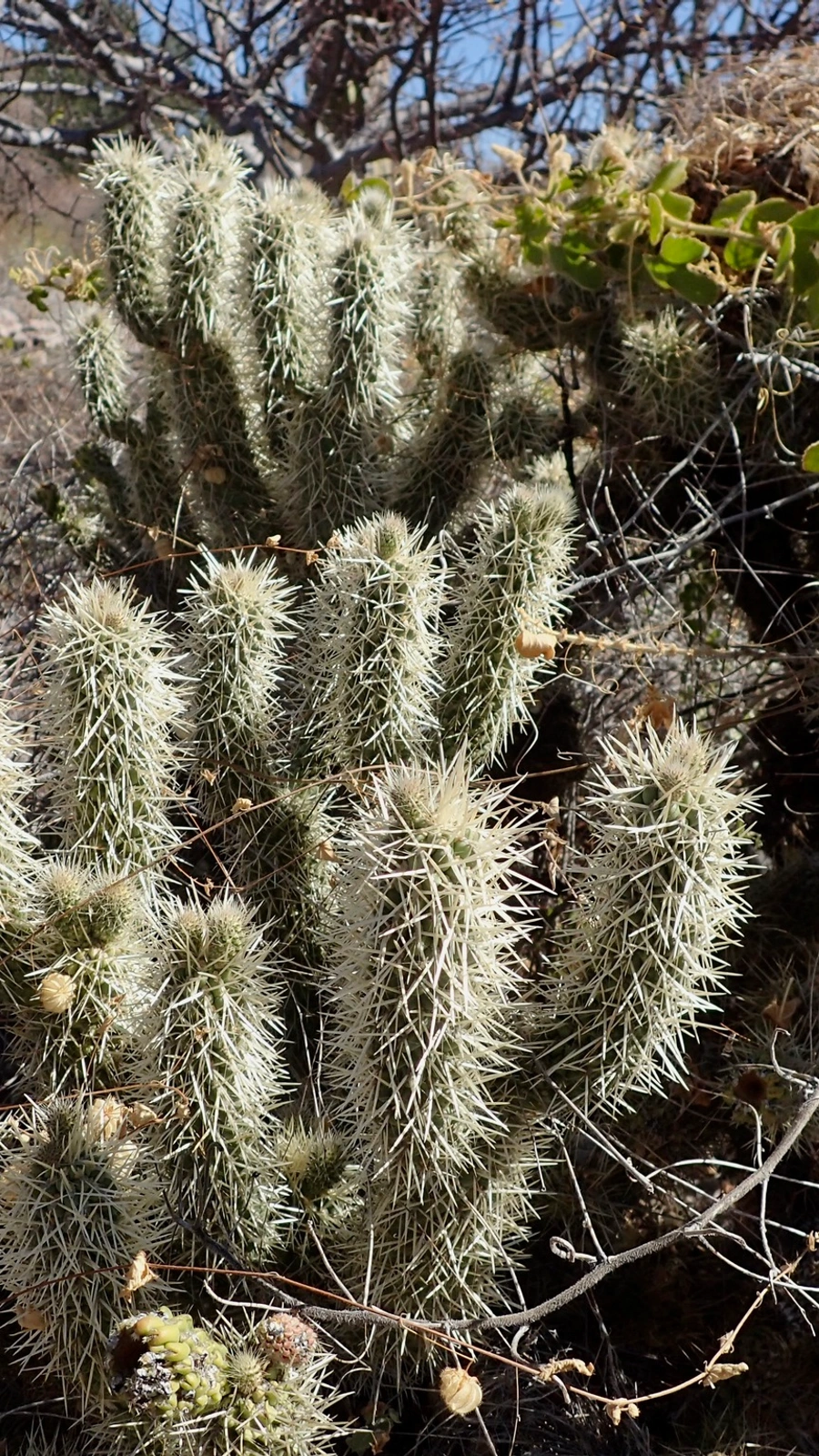 Cylindropuntia ciribe