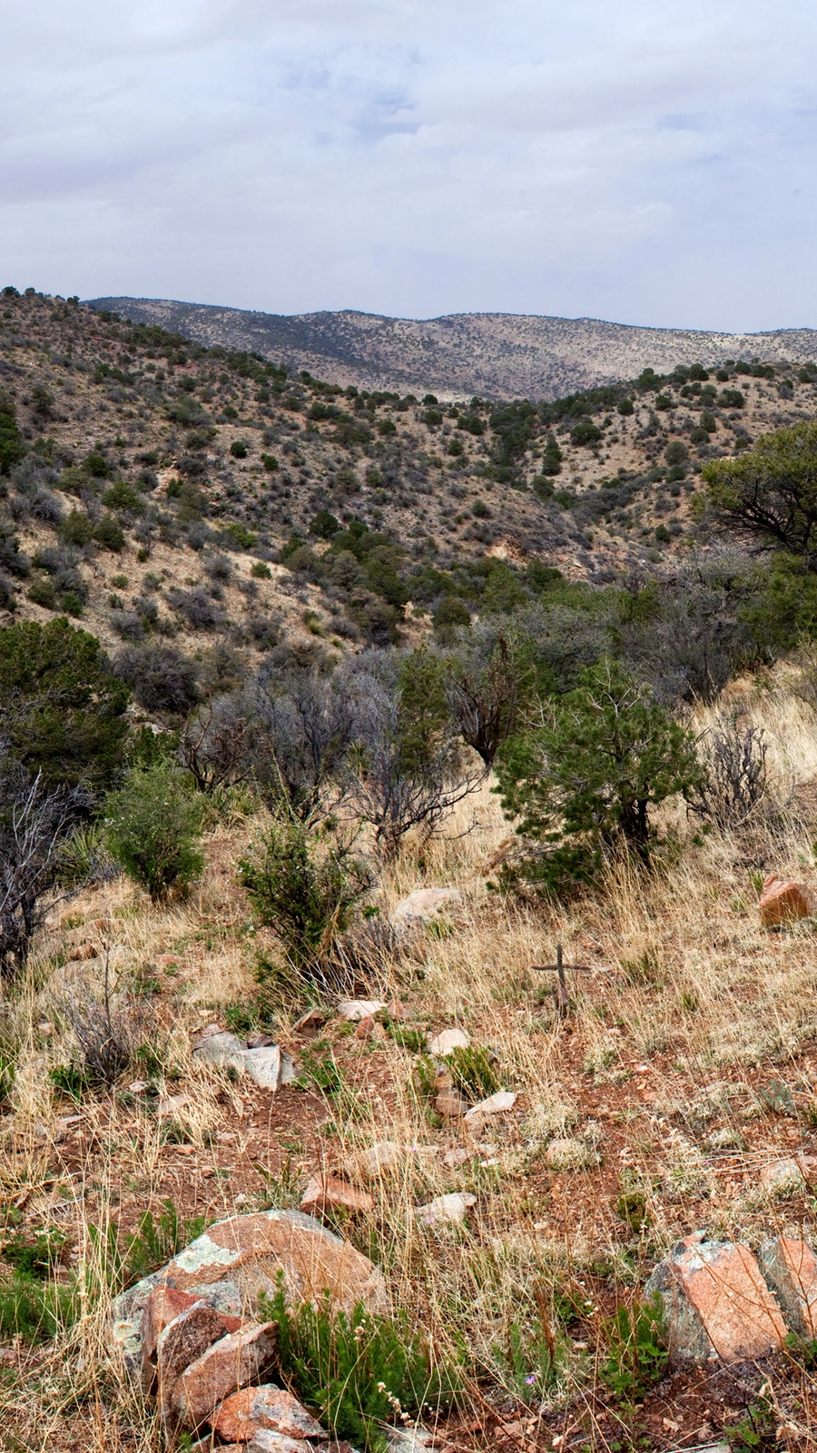 Cylindropuntia × congesta