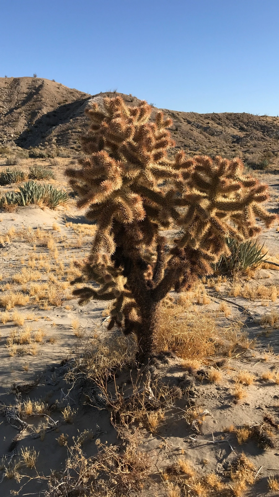 Cylindropuntia fosbergii