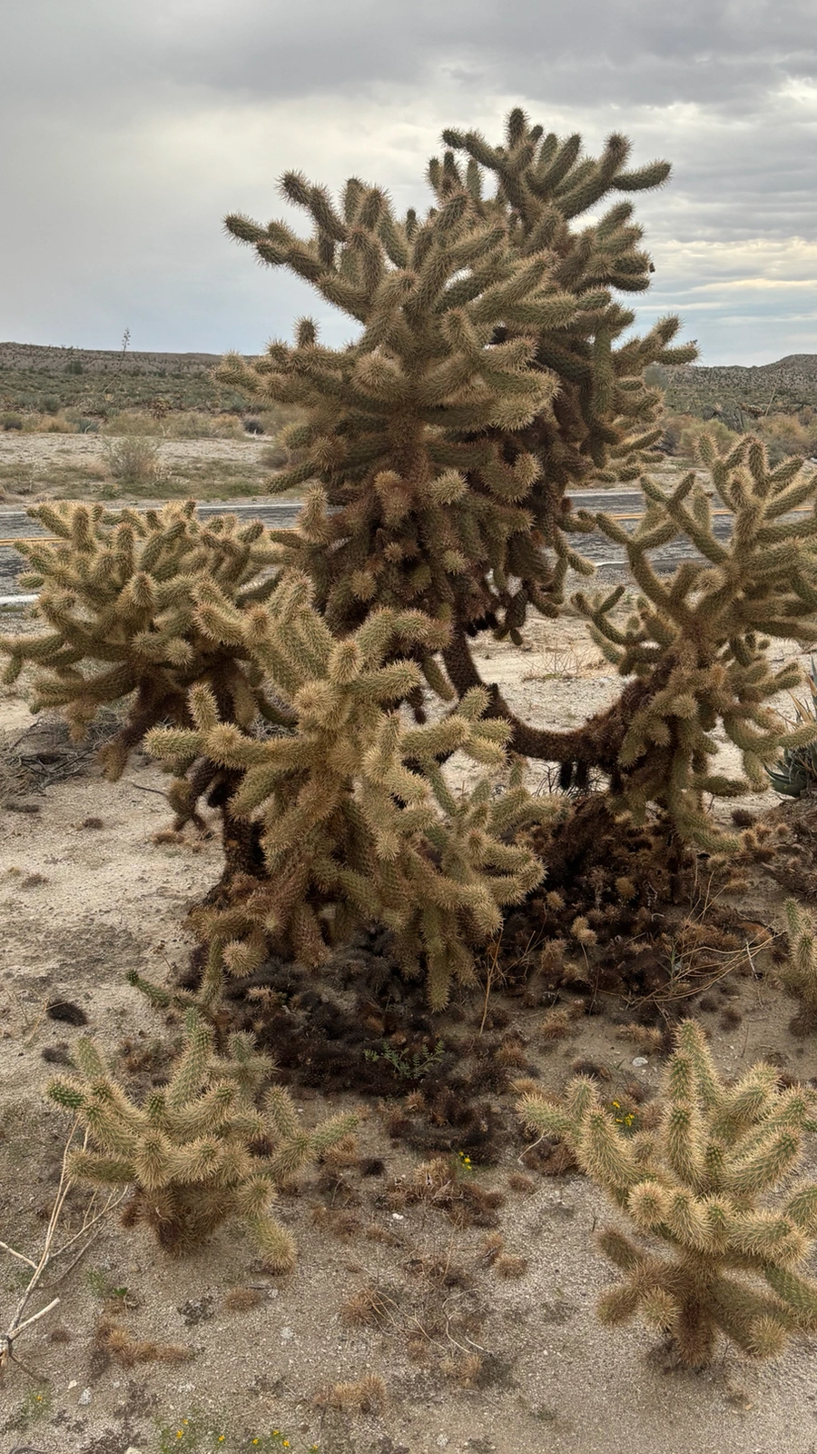Cylindropuntia fosbergii