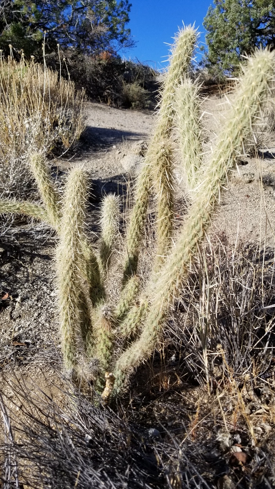 Cylindropuntia ganderi