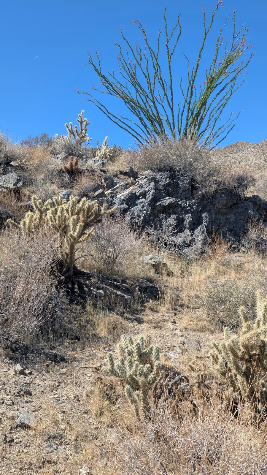 Cylindropuntia ganderi