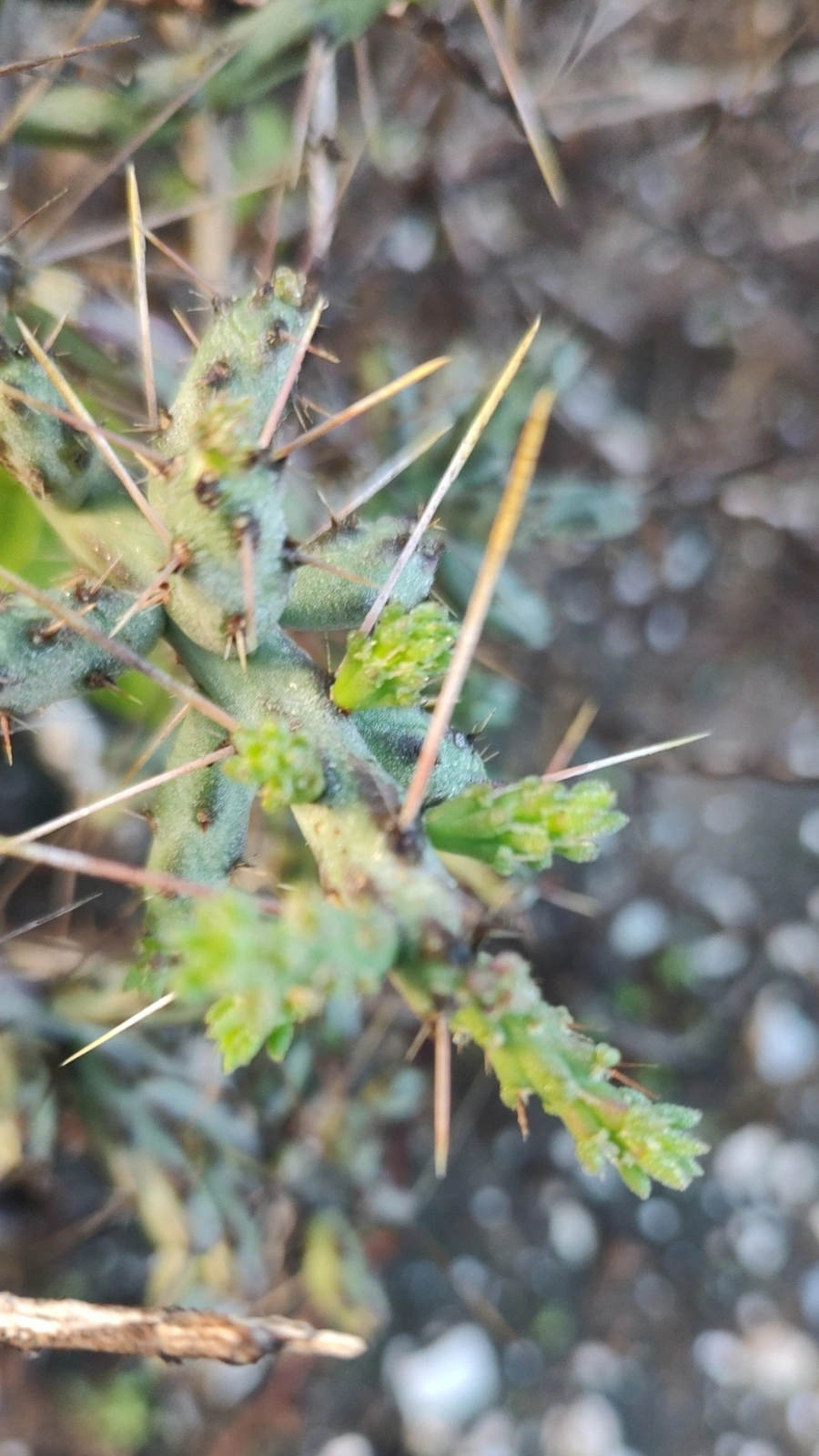 Cylindropuntia lindsayi