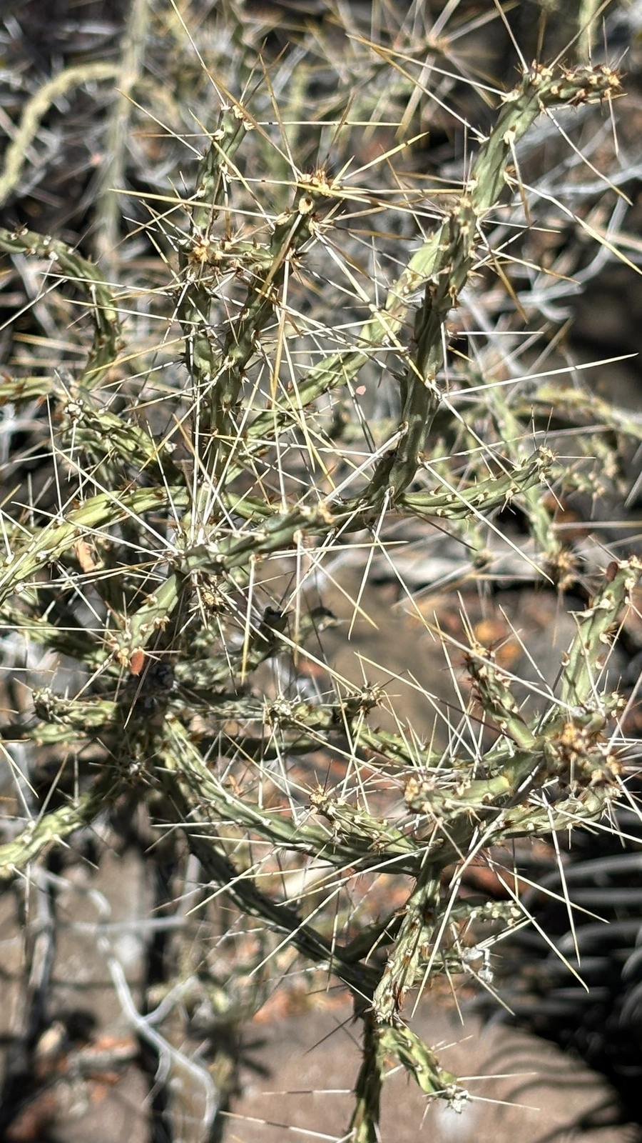 Cylindropuntia lindsayi
