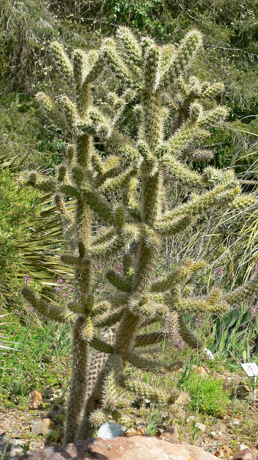 Cylindropuntia munzii
