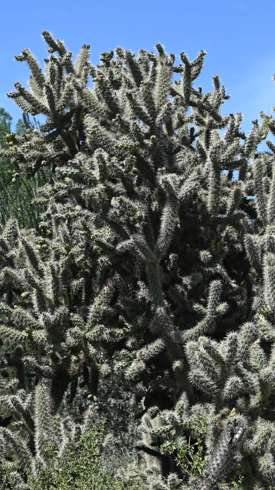Cylindropuntia munzii