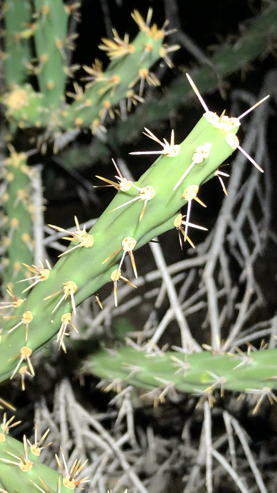 Cylindropuntia × neoarbuscula