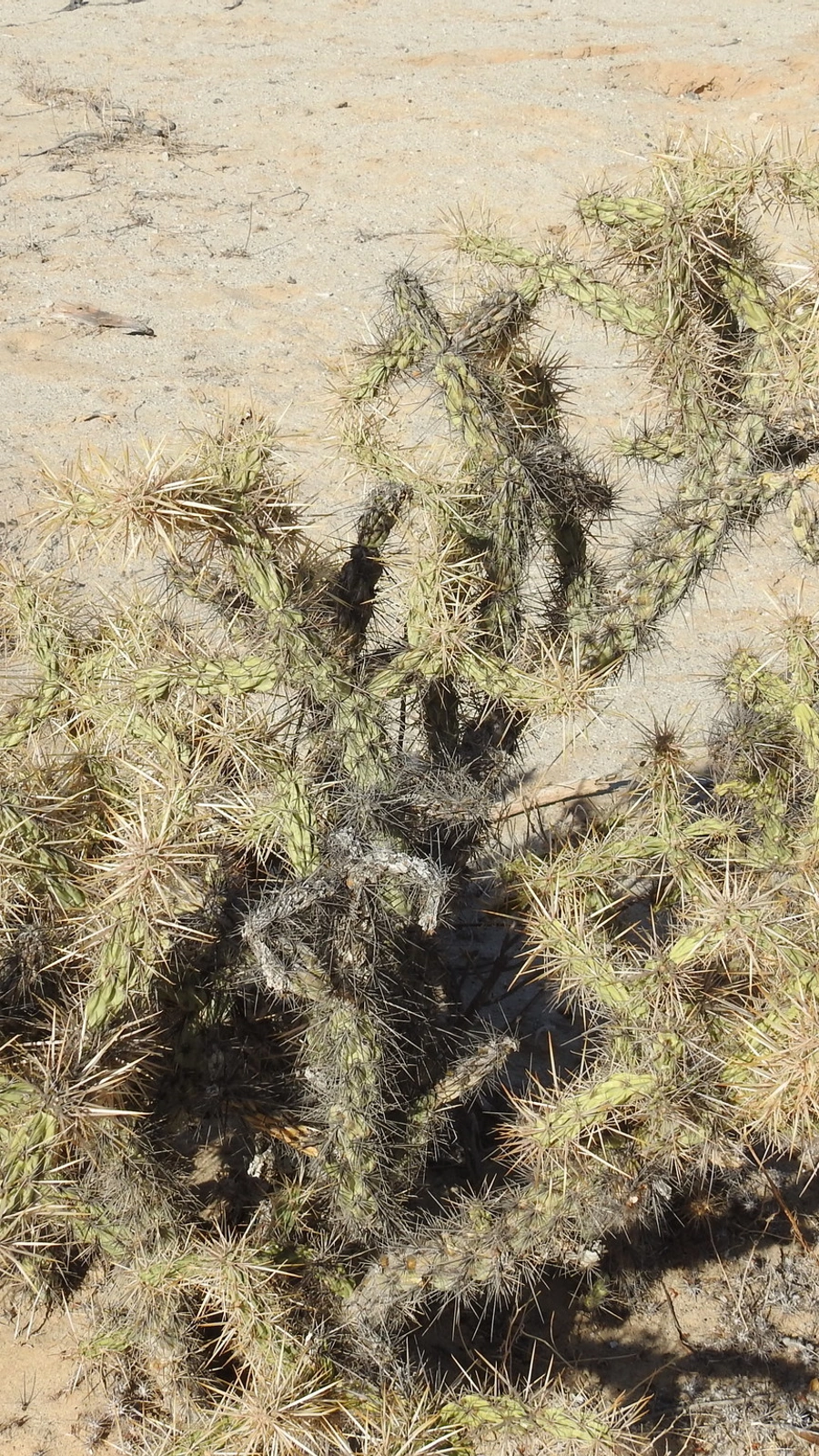 Cylindropuntia sanfelipensis