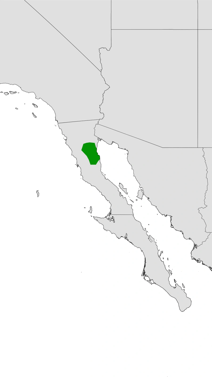 Cylindropuntia sanfelipensis