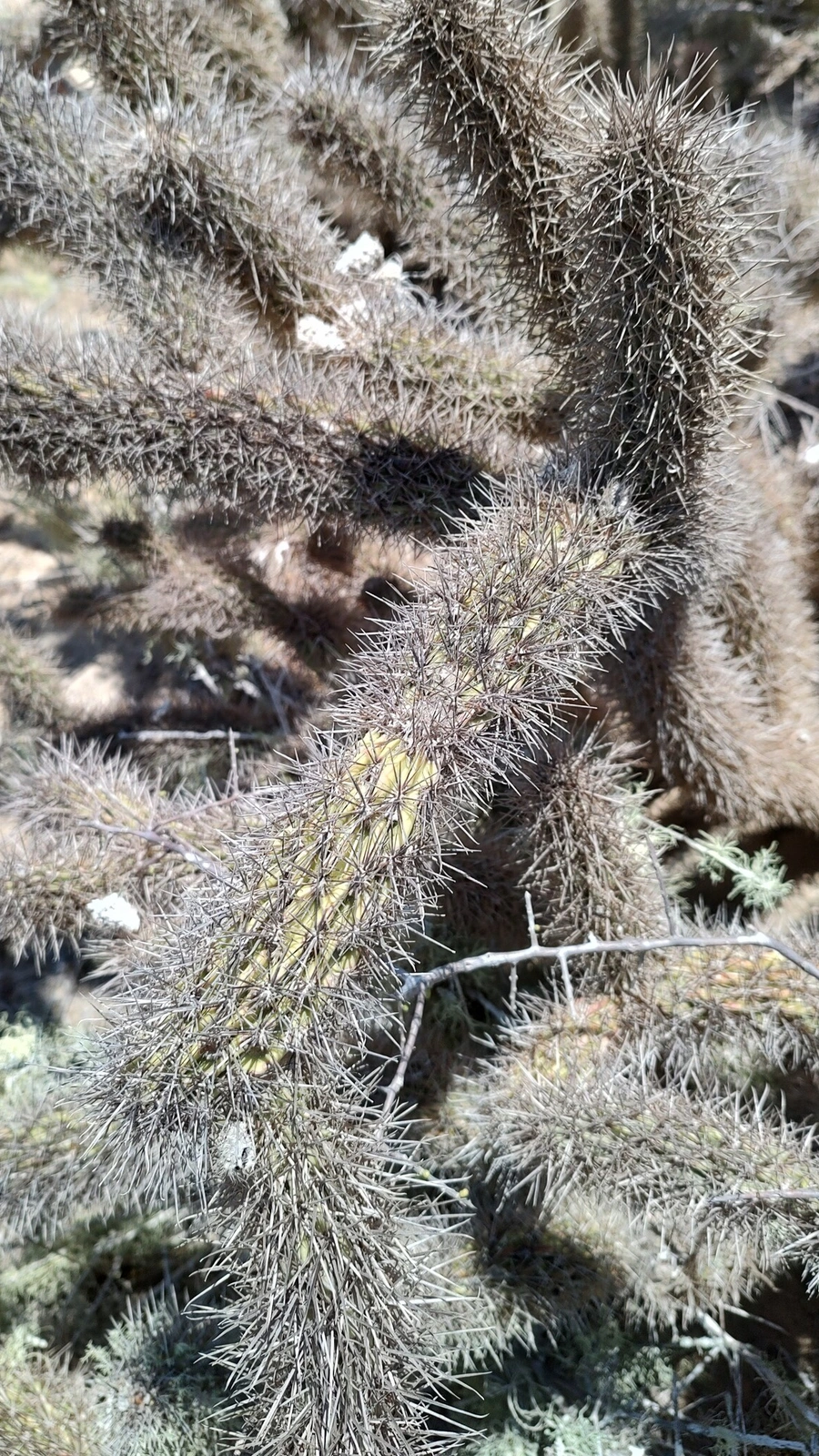 Cylindropuntia santamaria