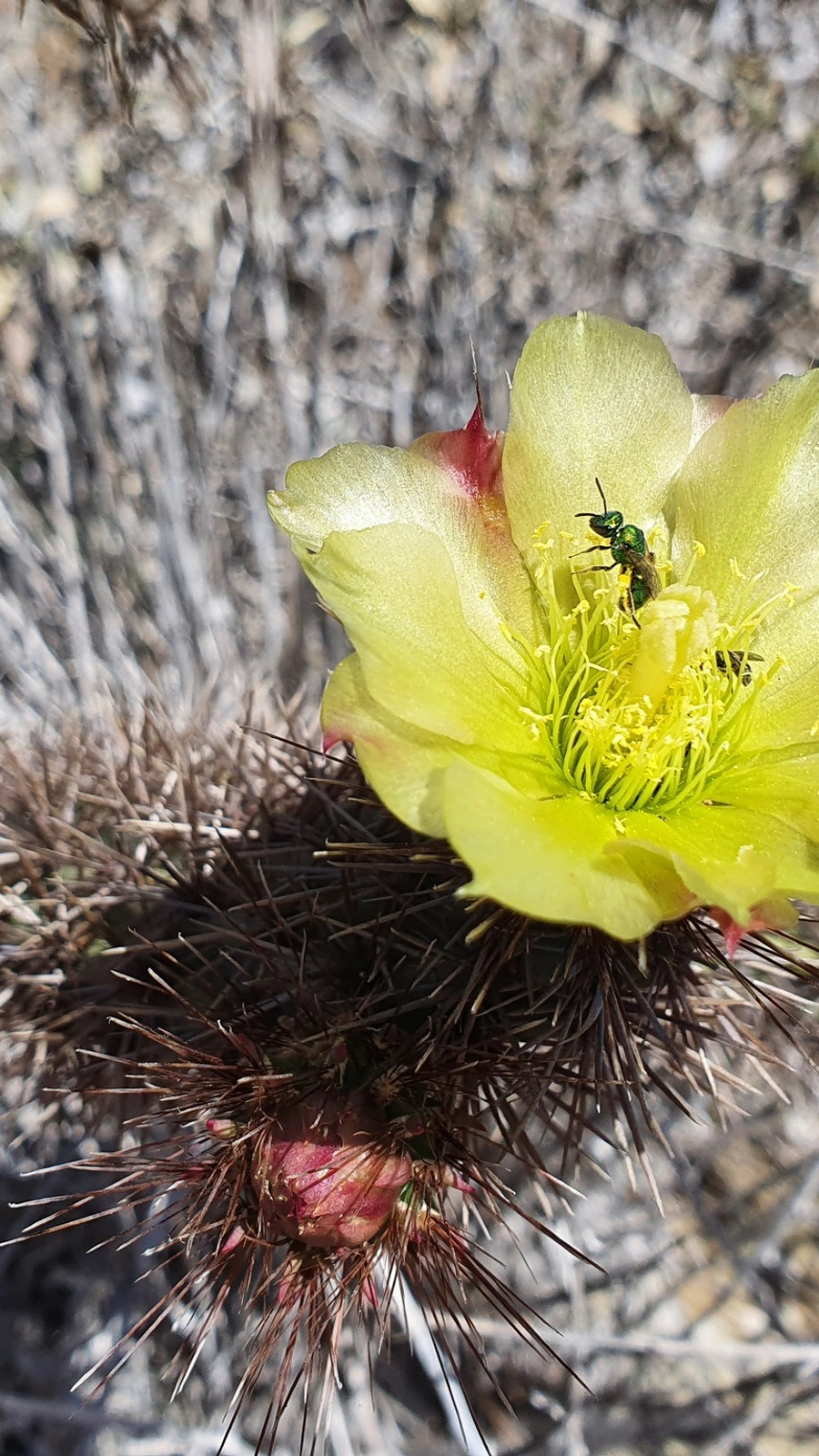 Cylindropuntia santamaria