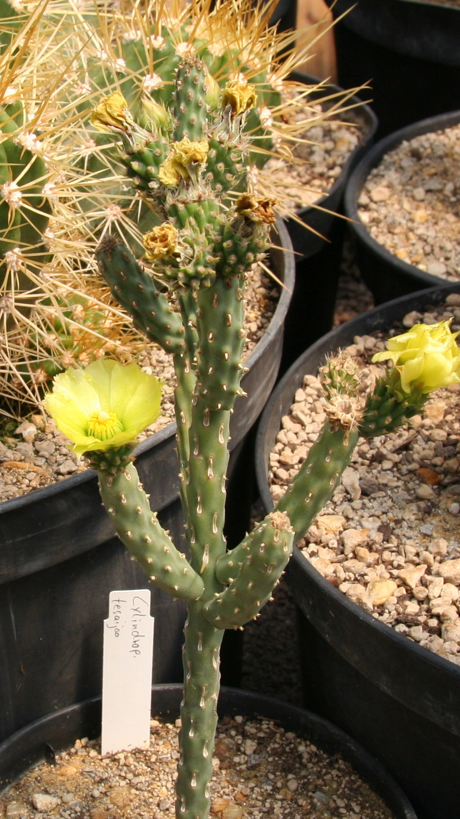 Cylindropuntia tesajo
