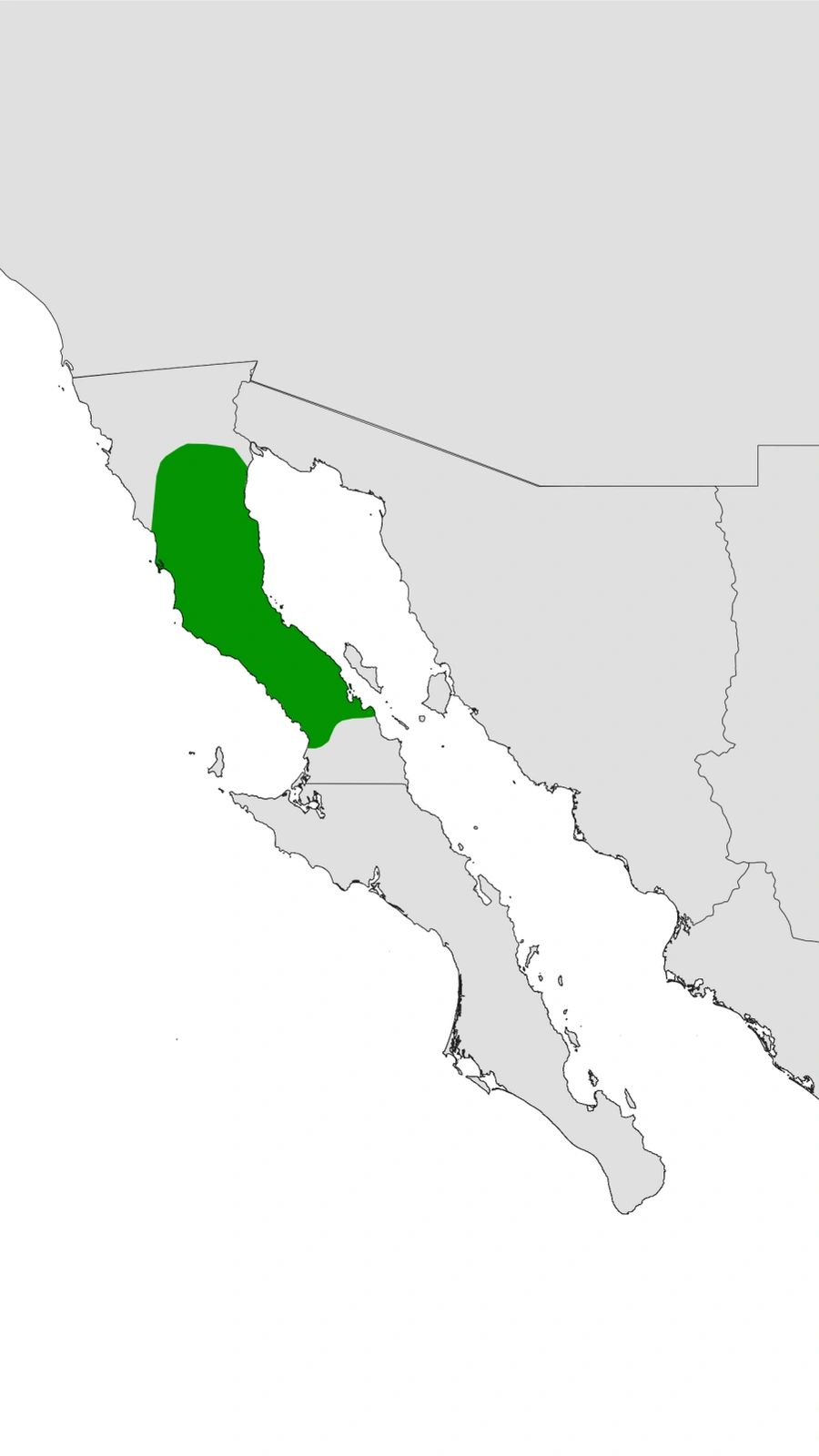Cylindropuntia tesajo