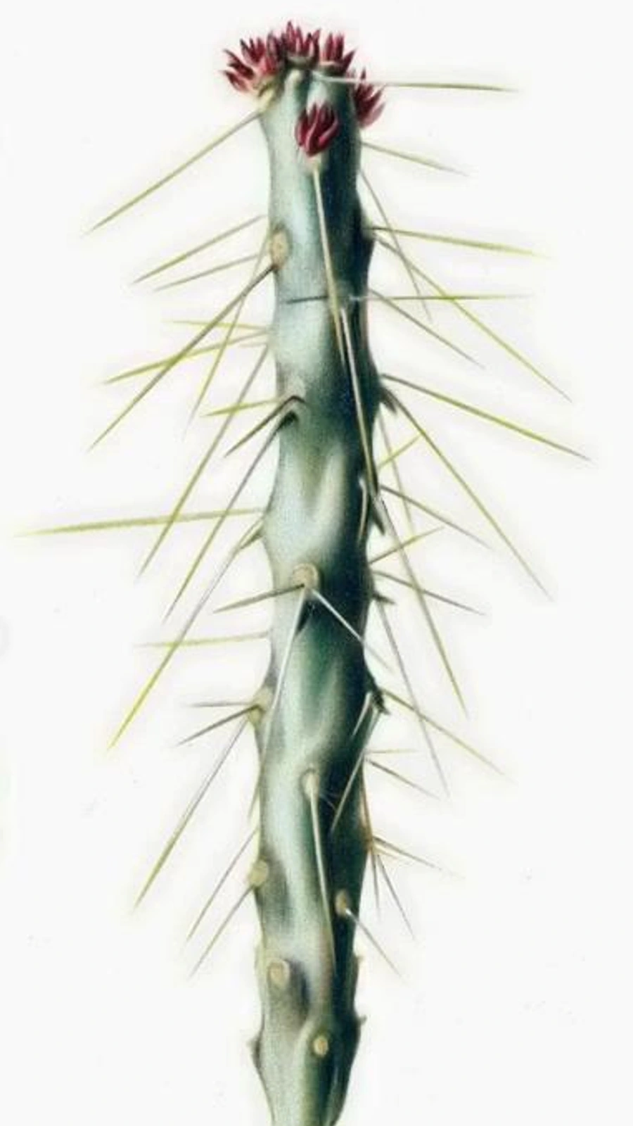 Cylindropuntia × tetracantha