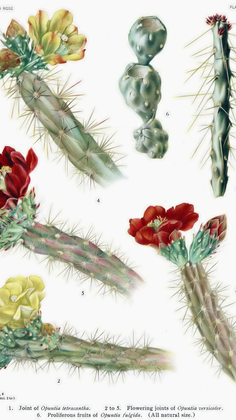 Cylindropuntia × tetracantha