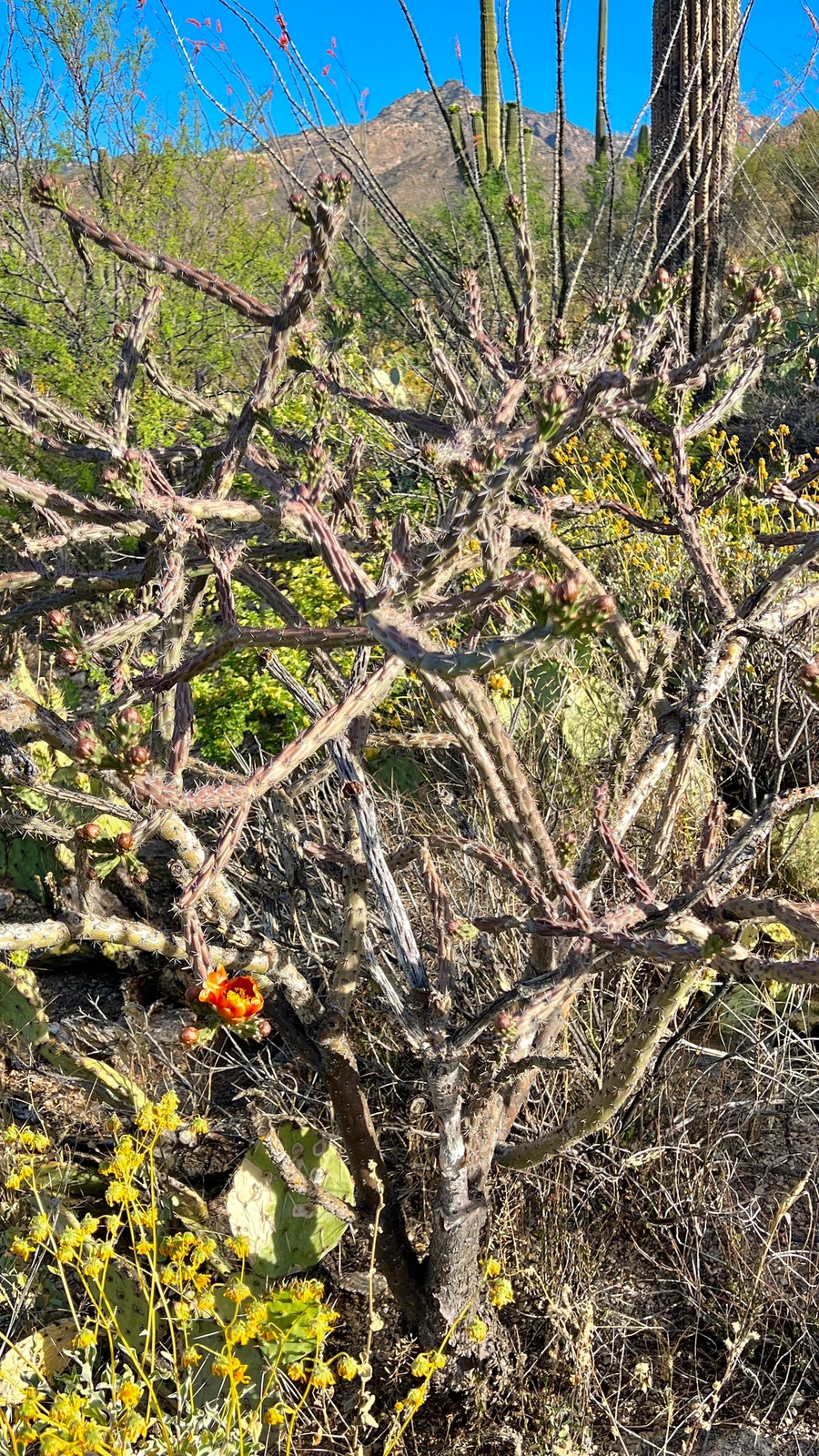 Cylindropuntia thurberi