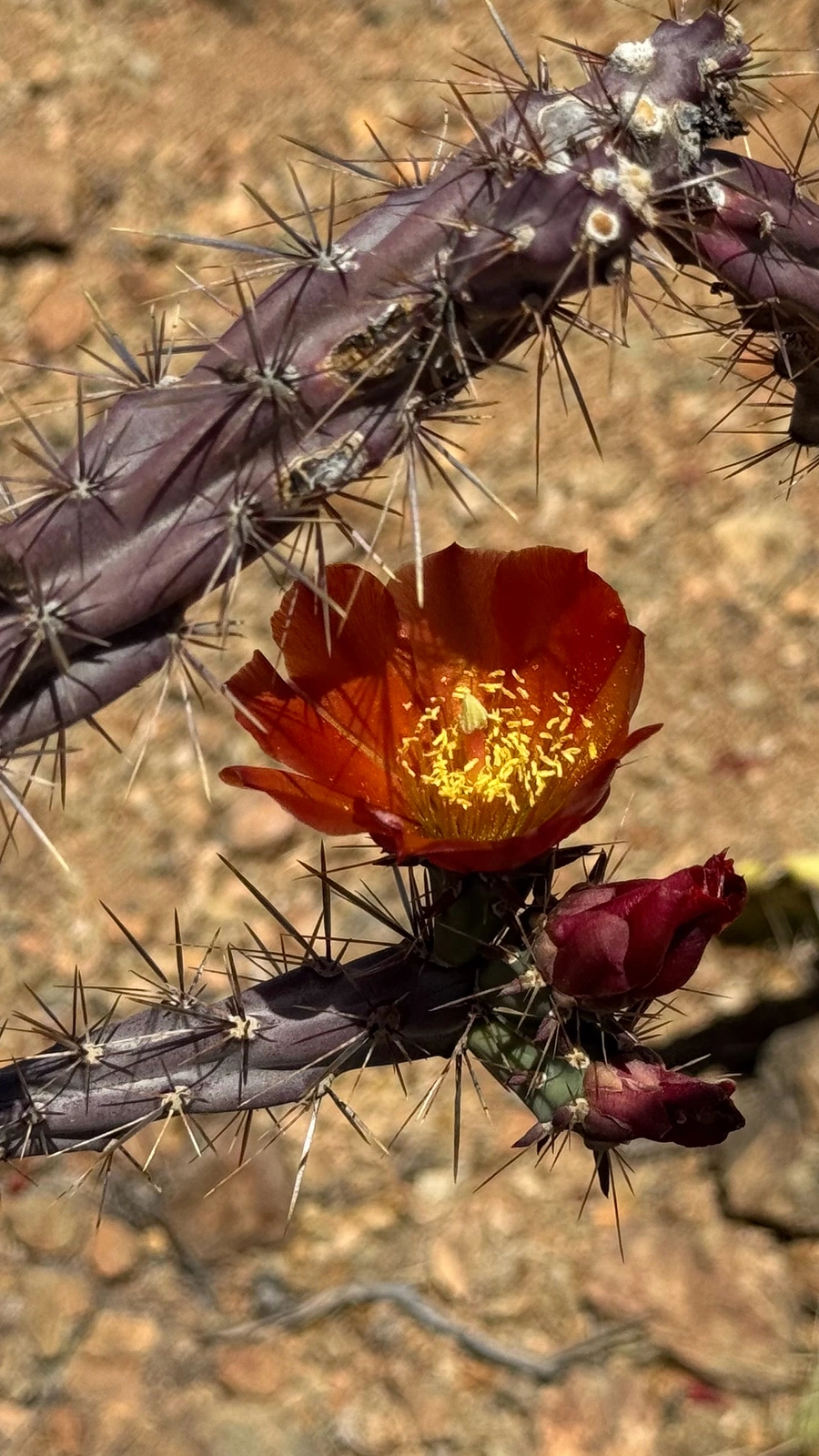 Cylindropuntia thurberi