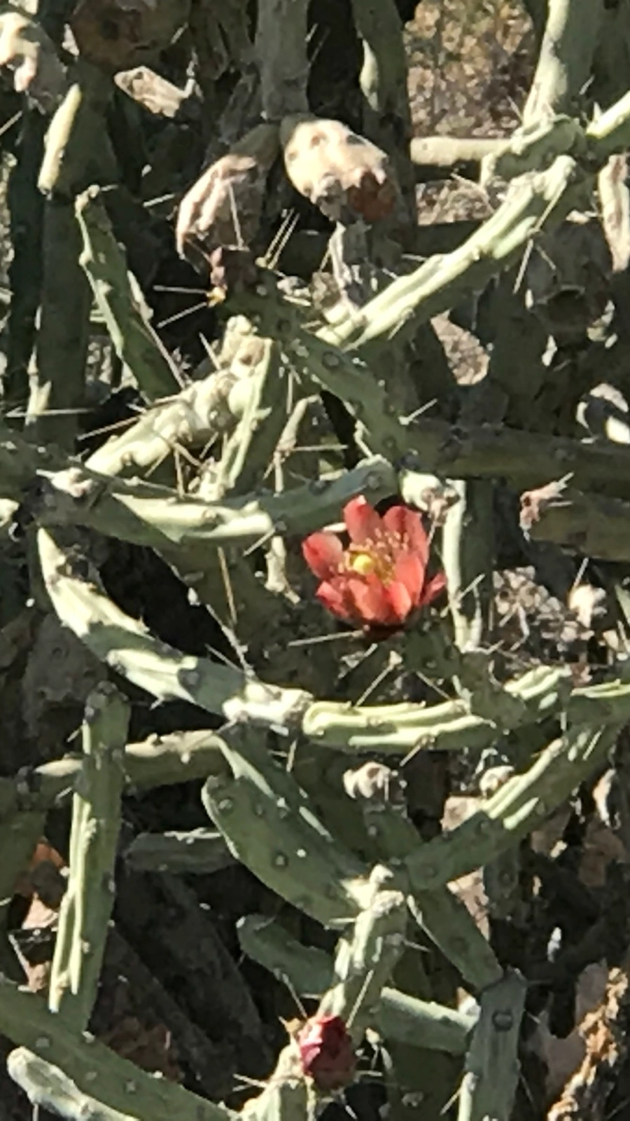 Cylindropuntia × vivipara