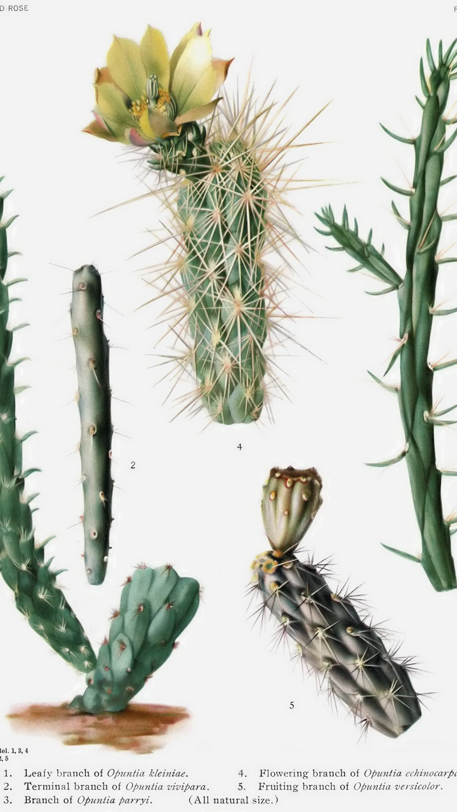 Cylindropuntia × vivipara