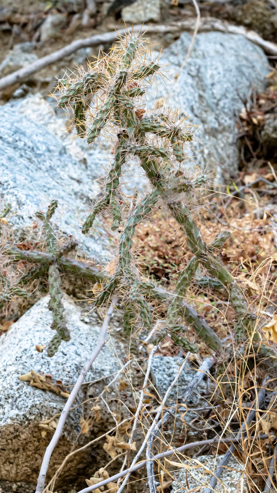 Cylindropuntia waltoniorum