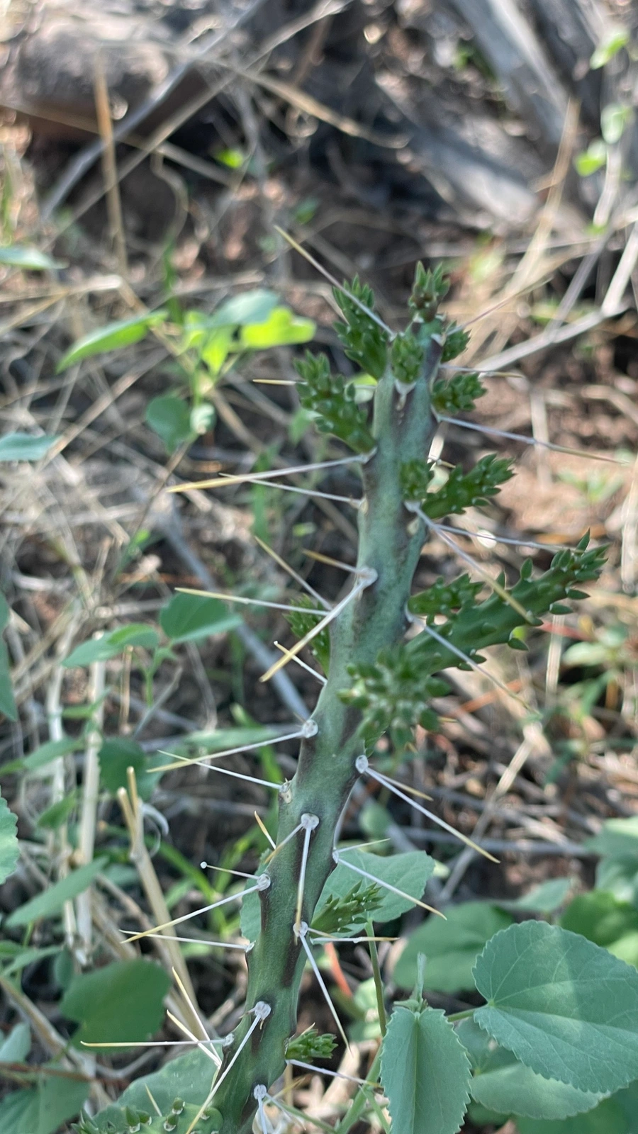 Cylindropuntia waltoniorum