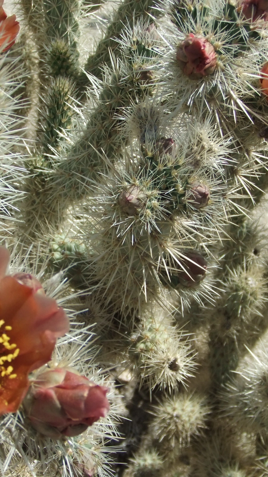 Cylindropuntia wolfii