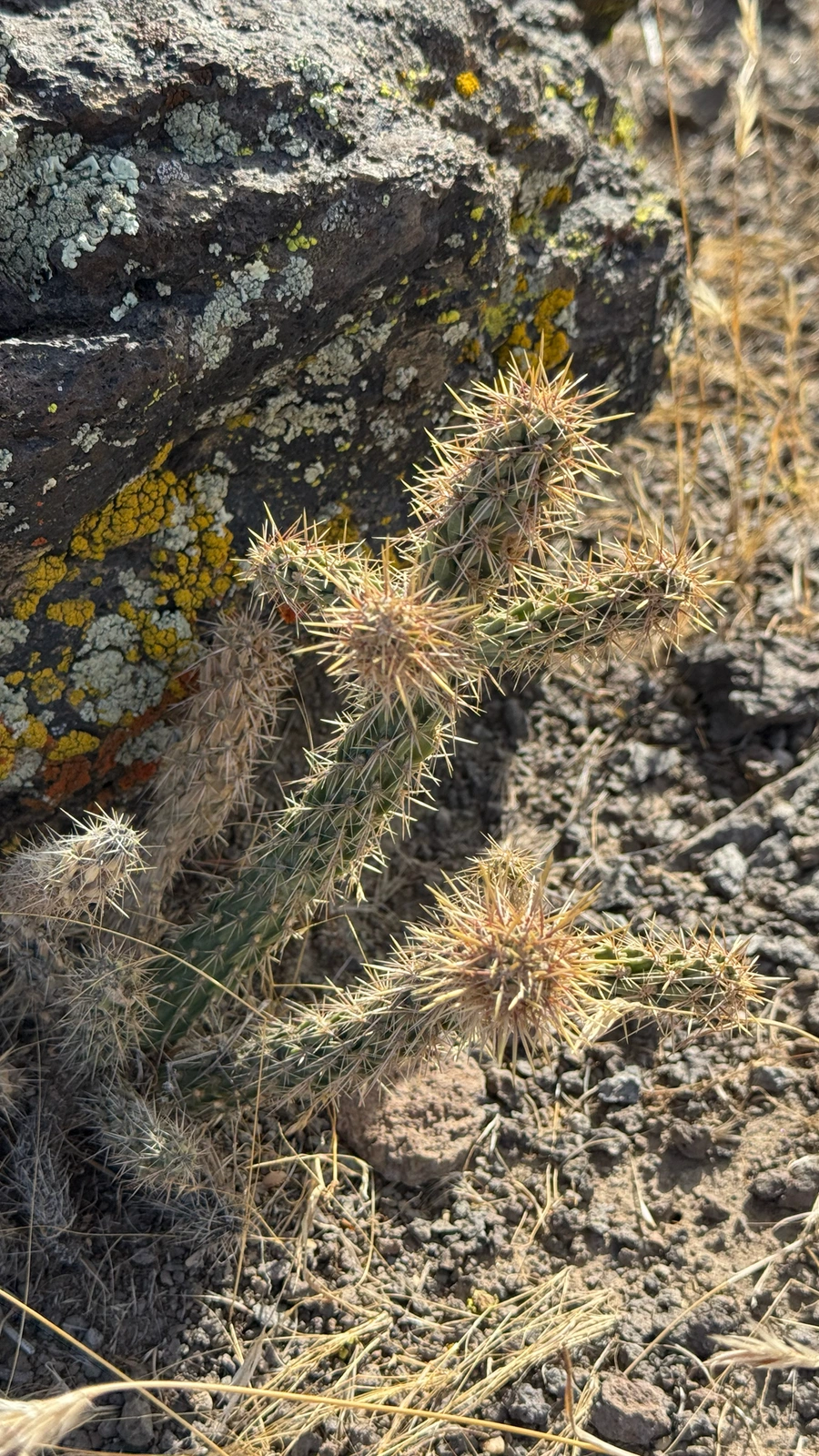 Cylindropuntia wolfii