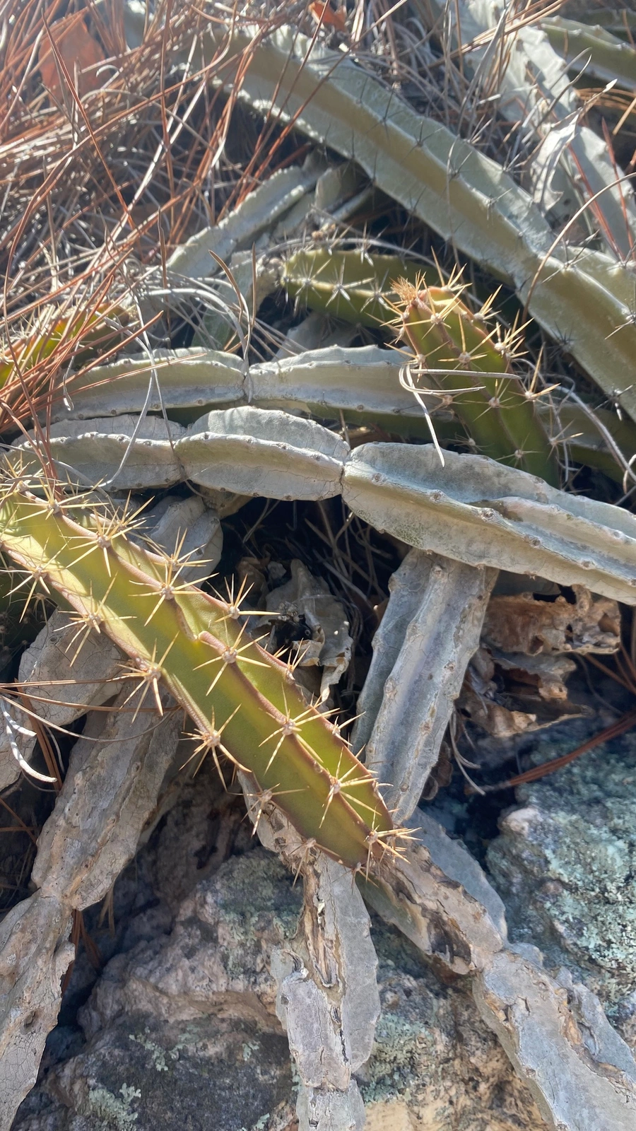 Deamia chontalensis