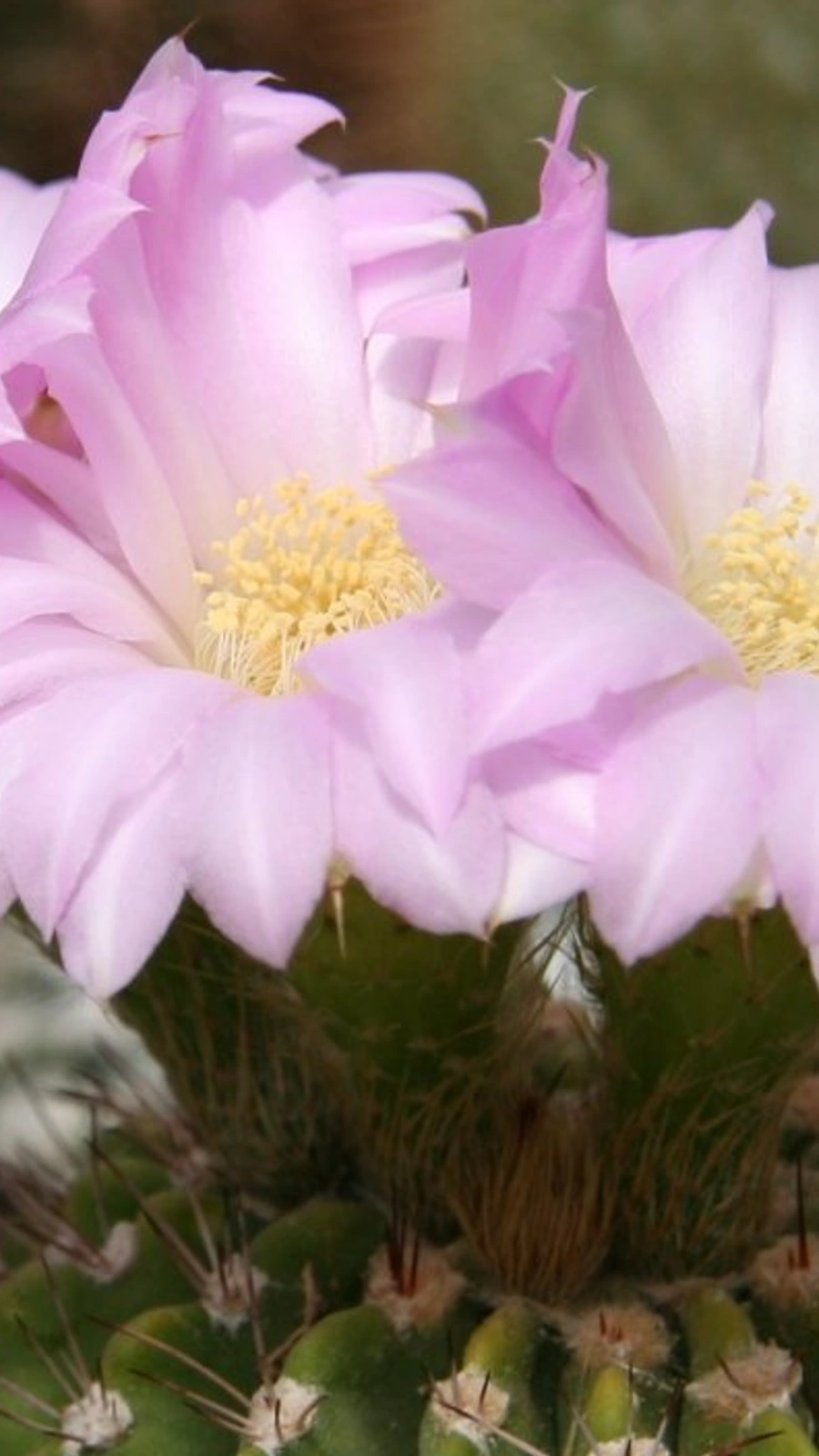 Acanthocalycium spiniflorum