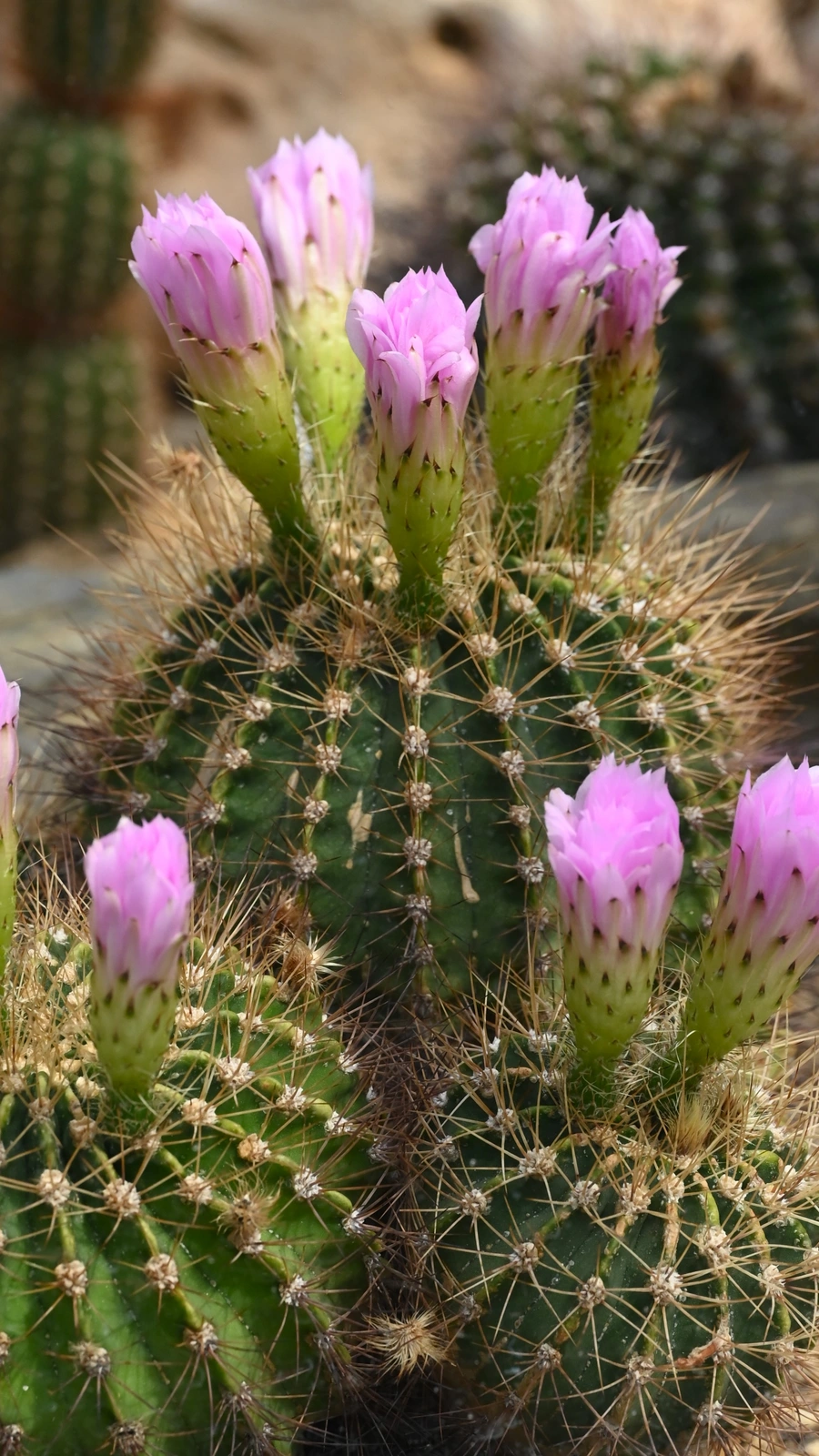 Acanthocalycium spiniflorum
