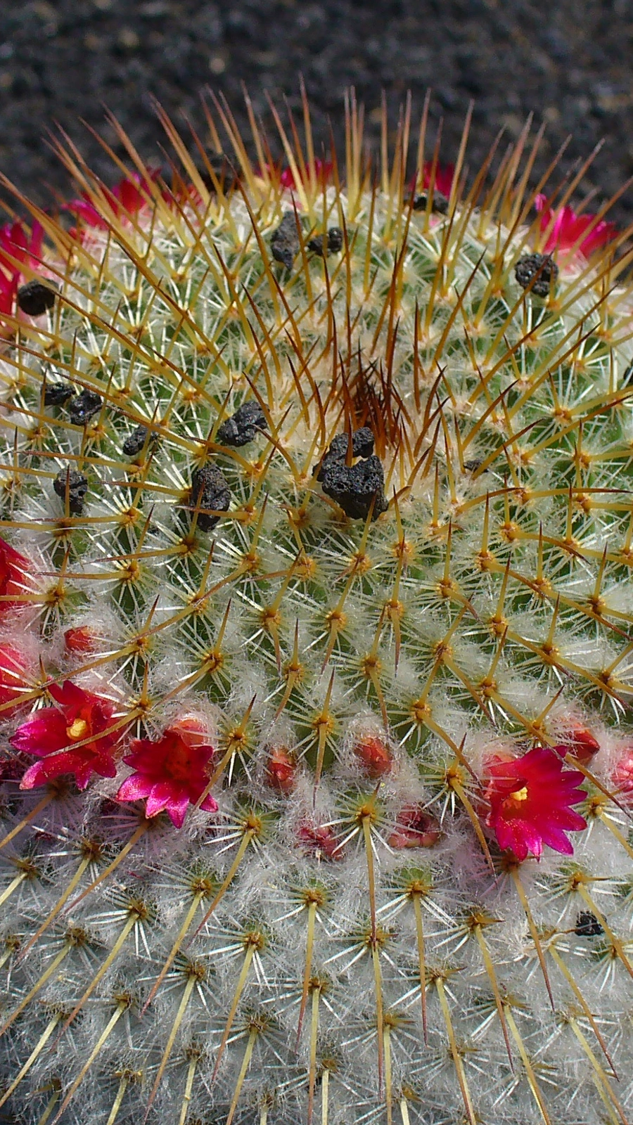 Mammillaria spinosissima