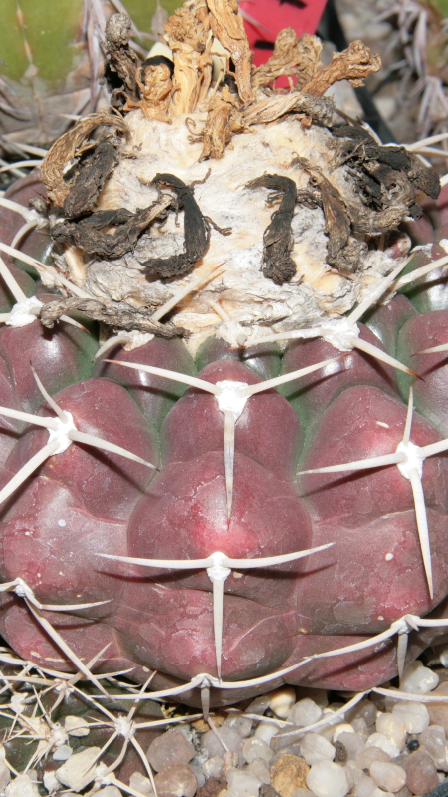 Discocactus boliviensis