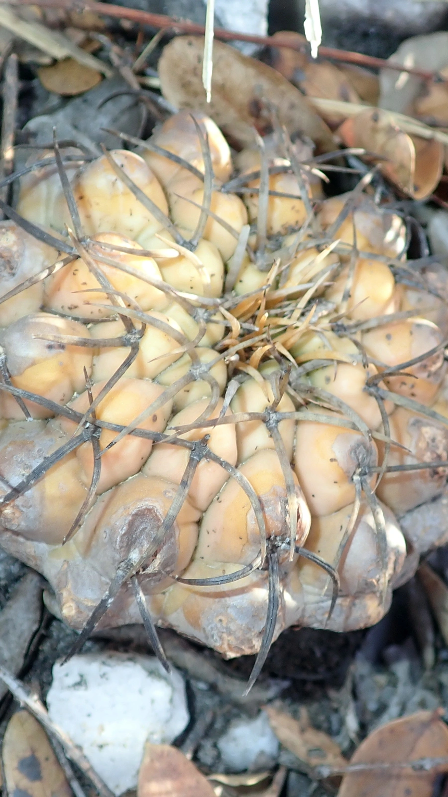 Discocactus boliviensis