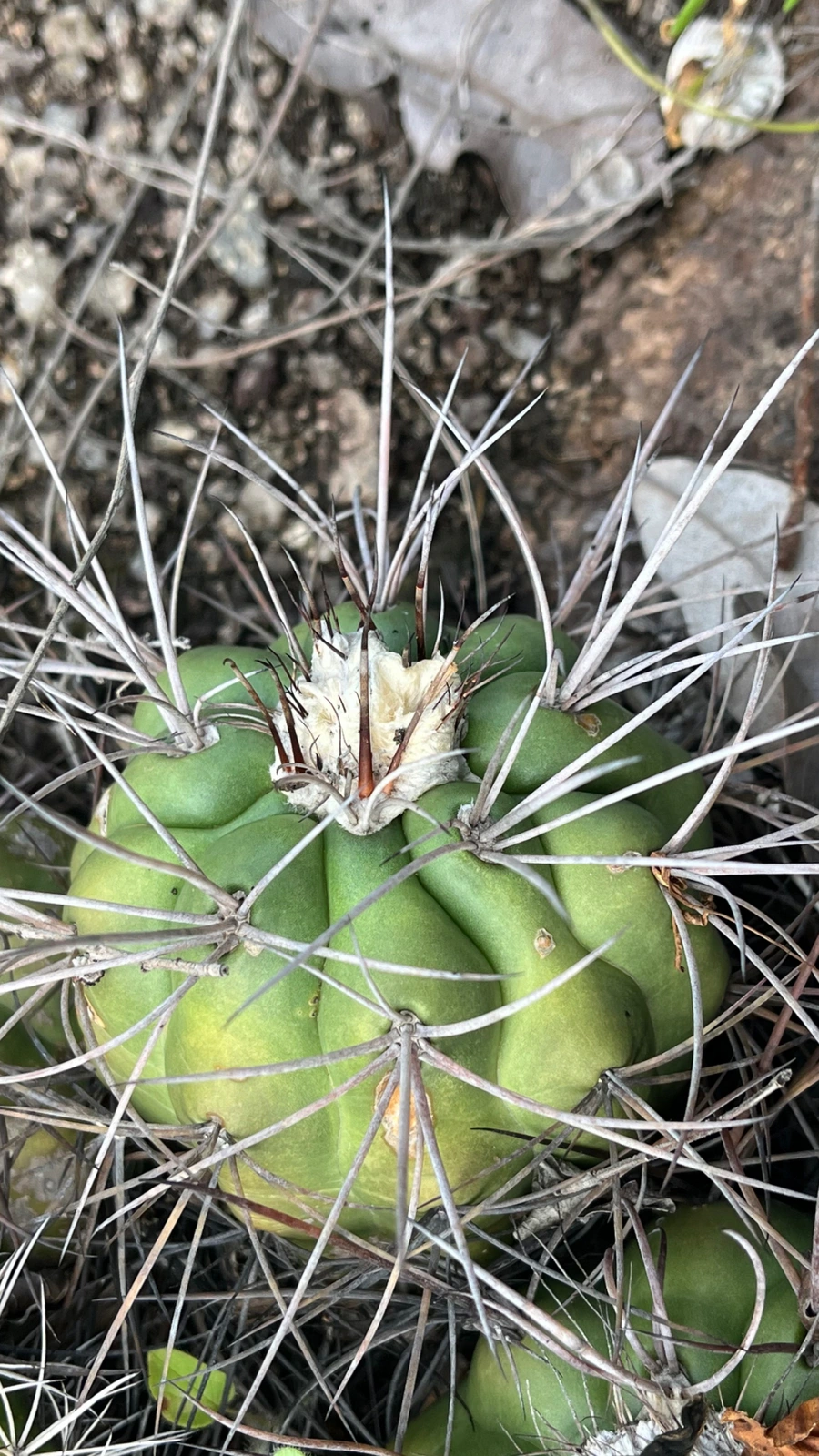 Discocactus braunii