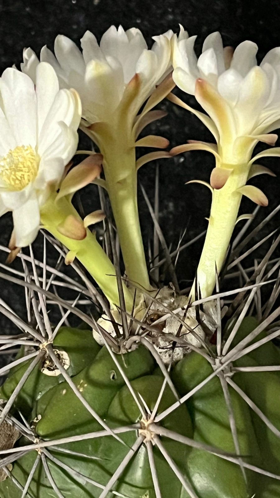 Discocactus braunii