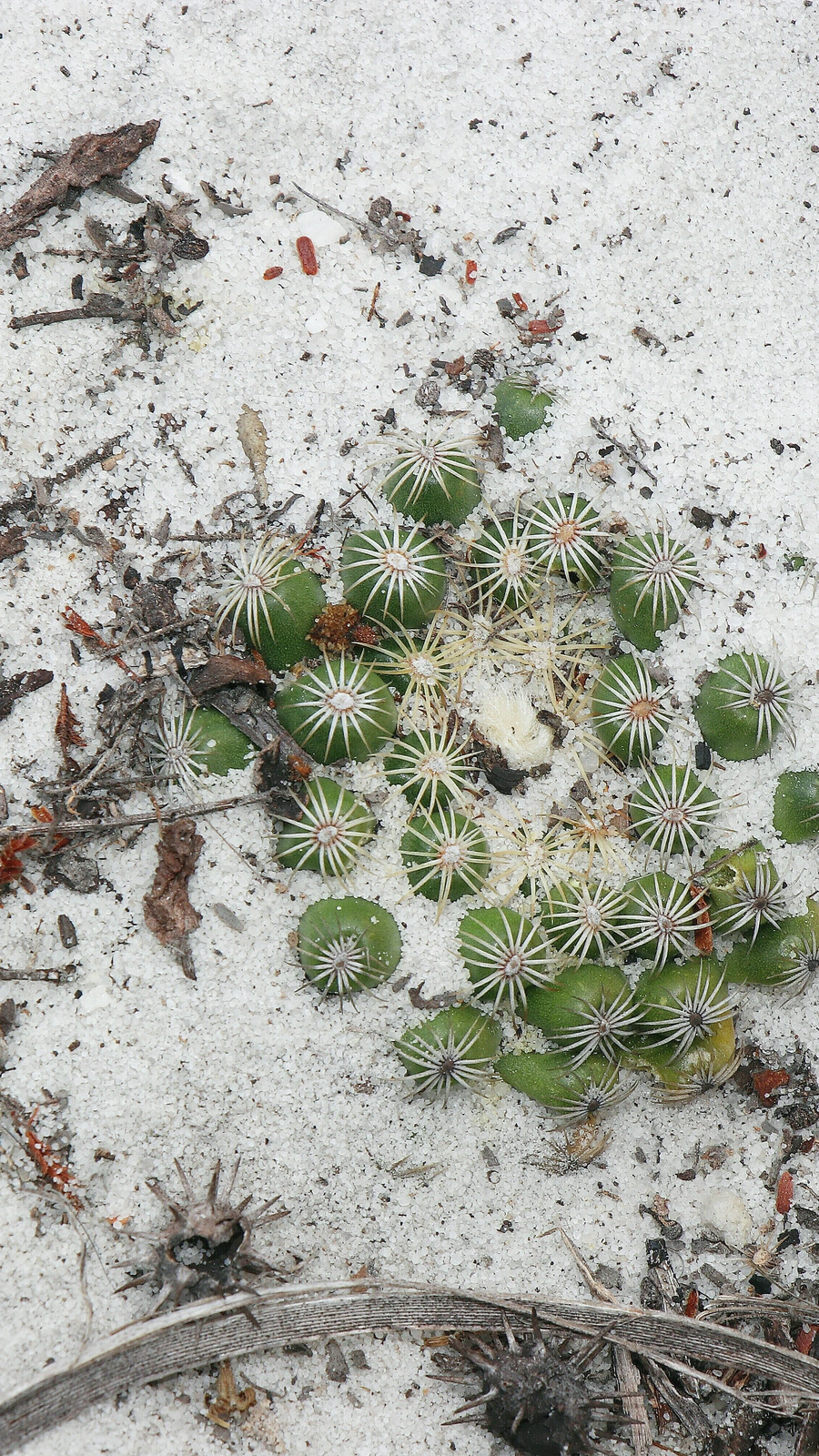 Discocactus buenekeri